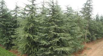 供应1米2米雪松3米雪松4米雪松5米雪松6米7米