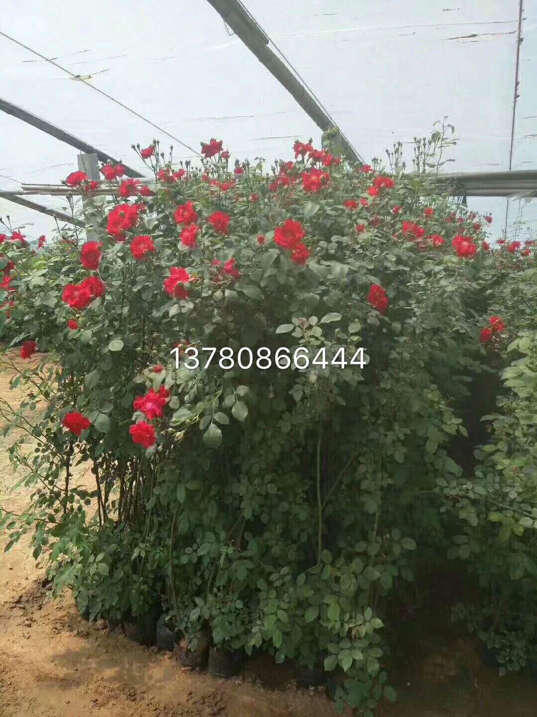 供应青州藤本月季