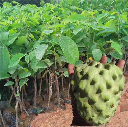 漳州种苗园艺场 漳州花果苗木经营部 漳州释迦果果苗供应 恒荣供