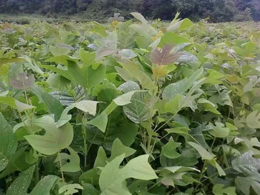 供应马褂木檫木柳杉山樱花火力楠楠木红豆杉苗