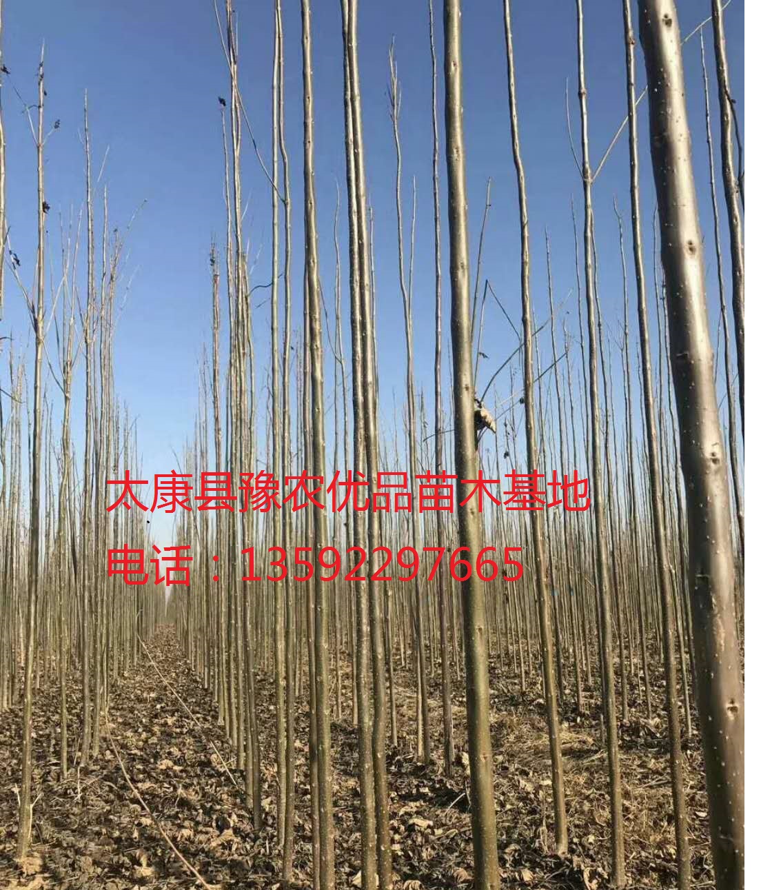 供应楸树 3公分楸树价格 4公分楸树报价行情