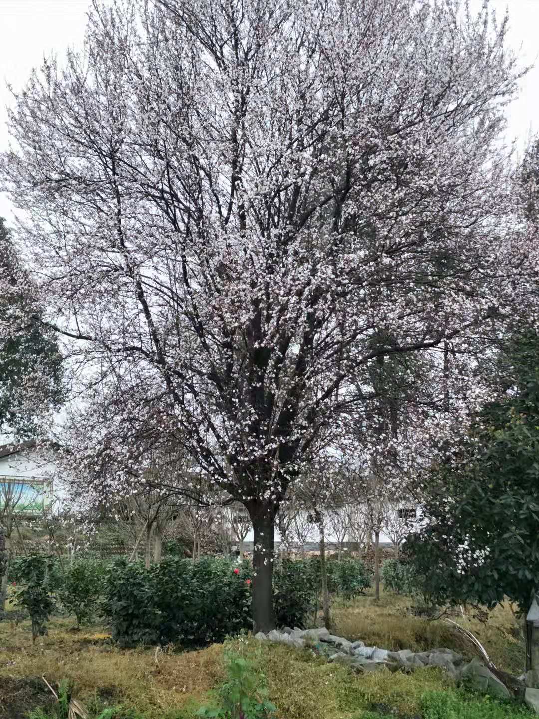 供应四川成都3CM-20CM紫叶李批发 低分枝红叶
