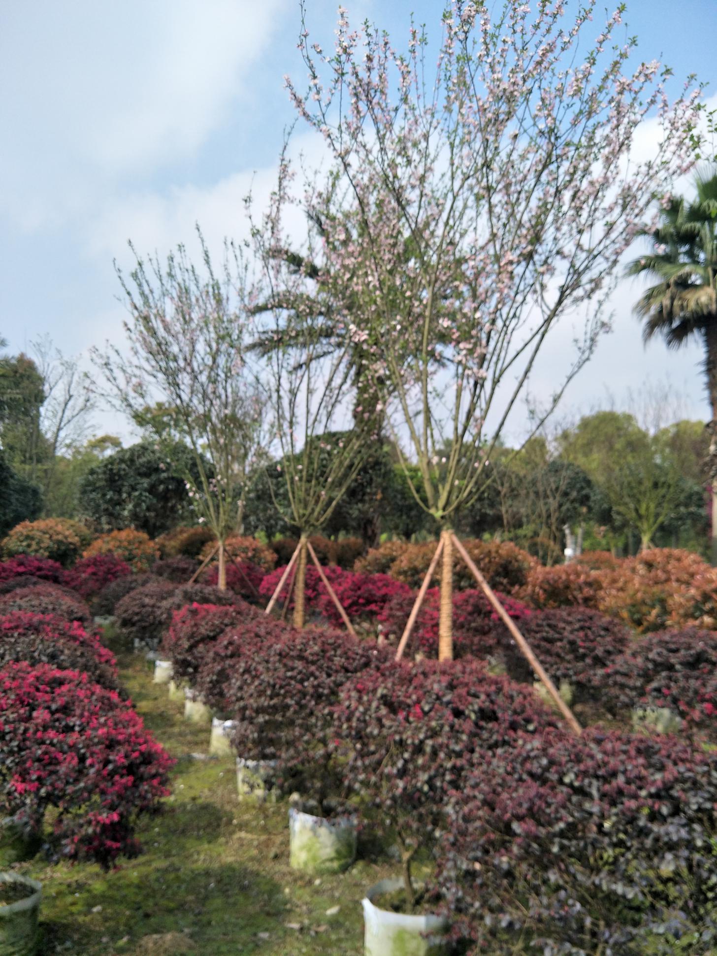 供应红花继木,红花继木批发、红花继木价格