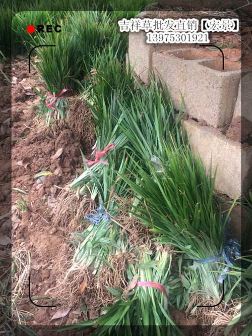 供应100万浏阳吉祥草苗木湖南吉祥草价