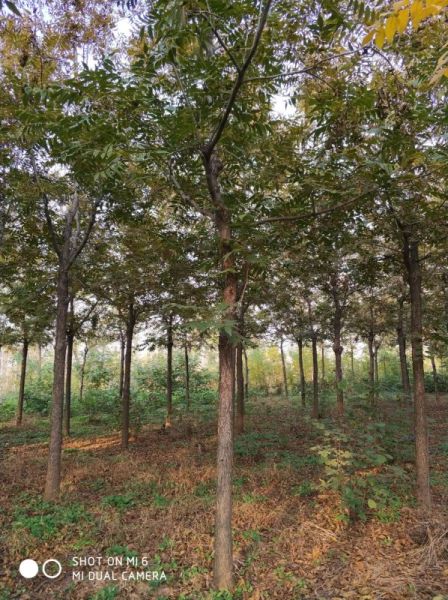 供应米径3-15公分碧根果树2022-2023