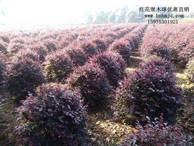 供应高大尚的红花檵木树桩 100万棵湖南红花檵木随