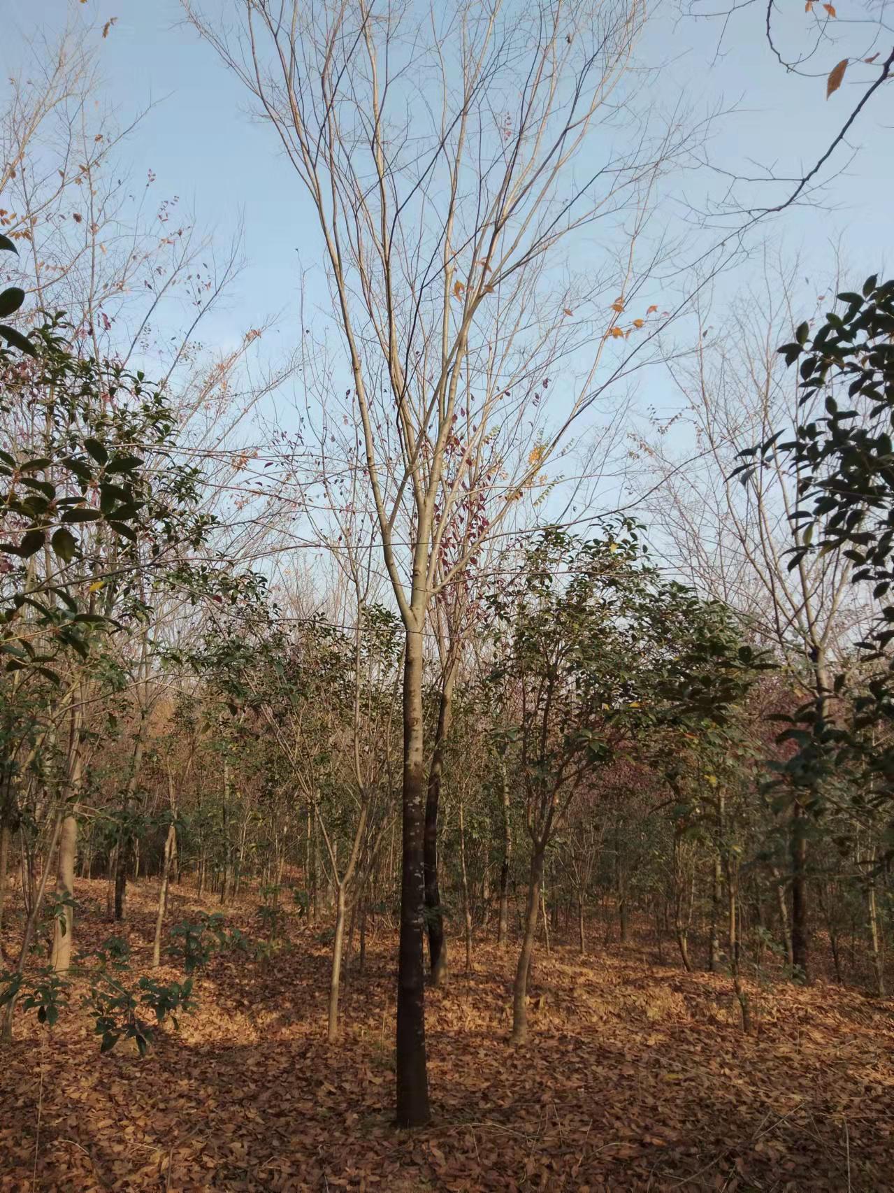 提供榉树-江苏榉树15cm价格公道吗?