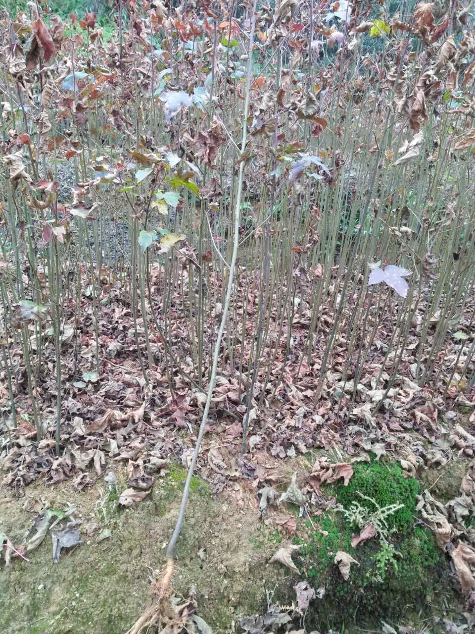 供应枫香小苗枫香苗木基地