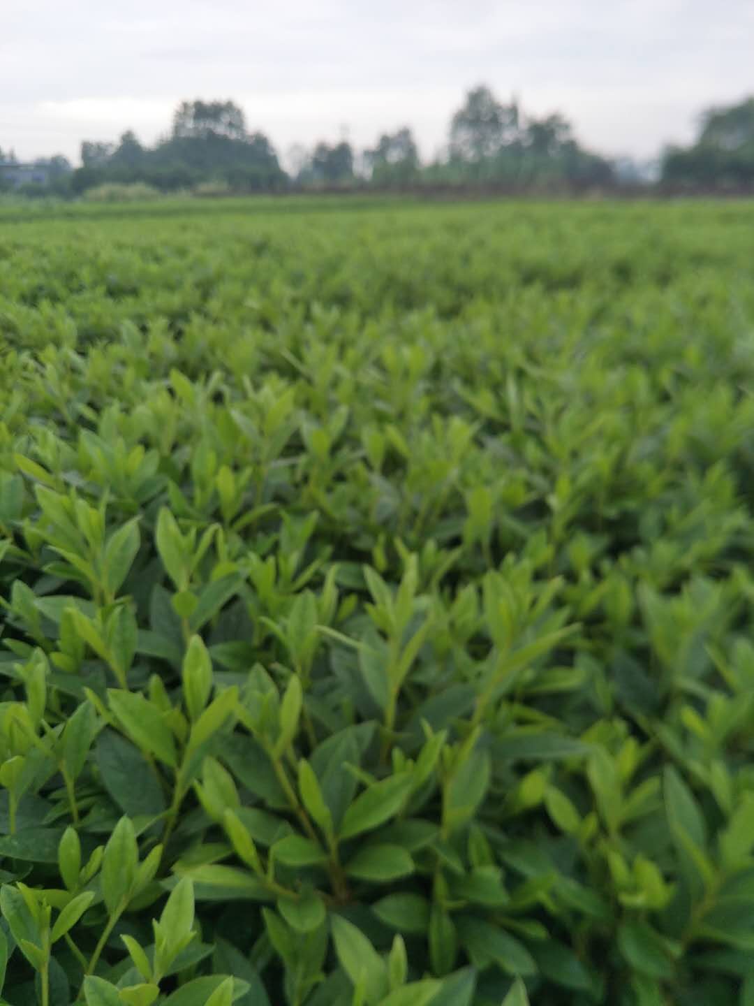 供应成都优质毛鹃